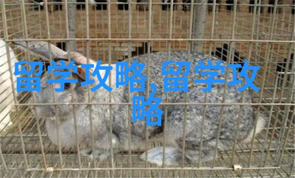 留学生必看毕业后如何在韩国成功找到心仪工作